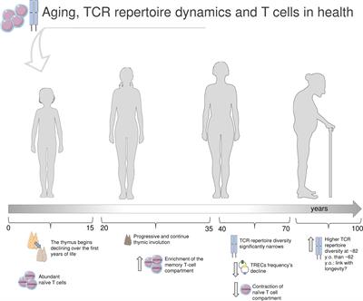 Immunosenescence and Autoimmunity: Exploiting the T-Cell Receptor Repertoire to Investigate the Impact of Aging on Multiple Sclerosis